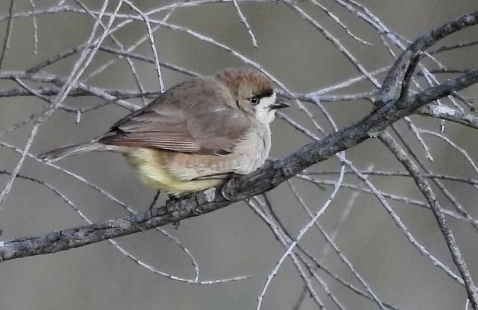 Southern Whiteface - Thalia and Darren Broughton