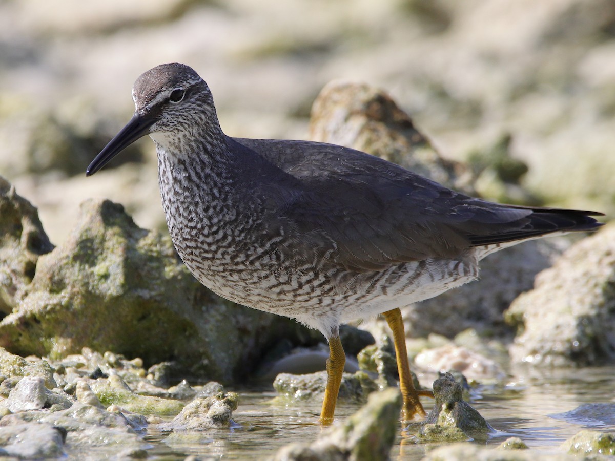 Gray-tailed Tattler - ML620433648