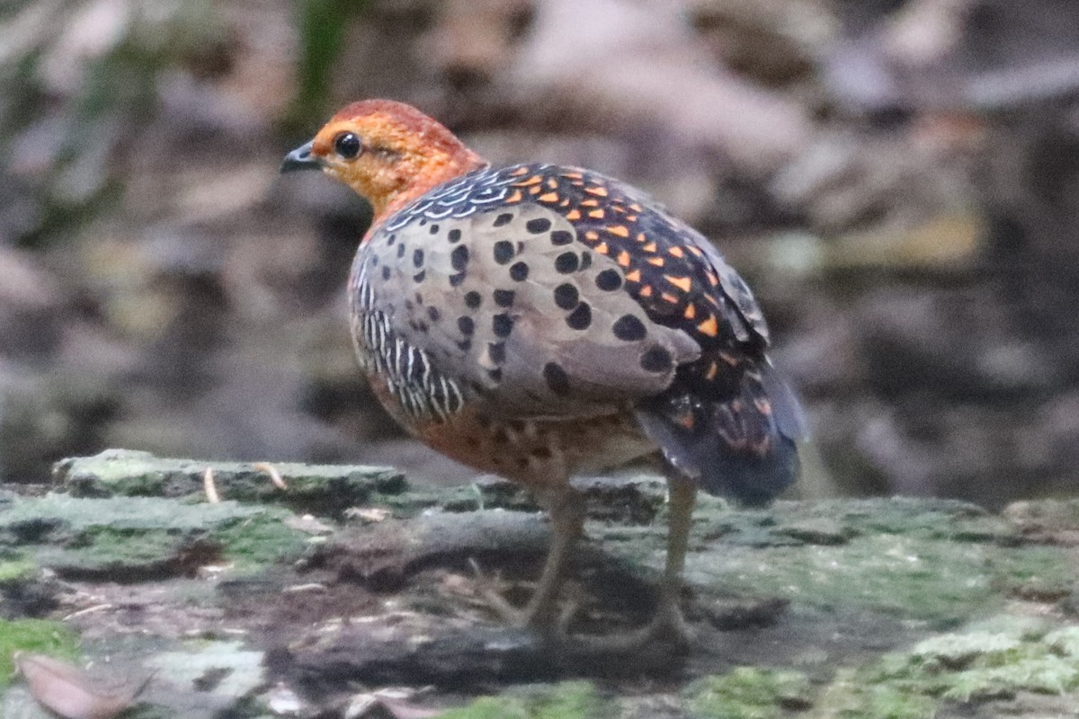 Ferruginous Partridge - ML620433649