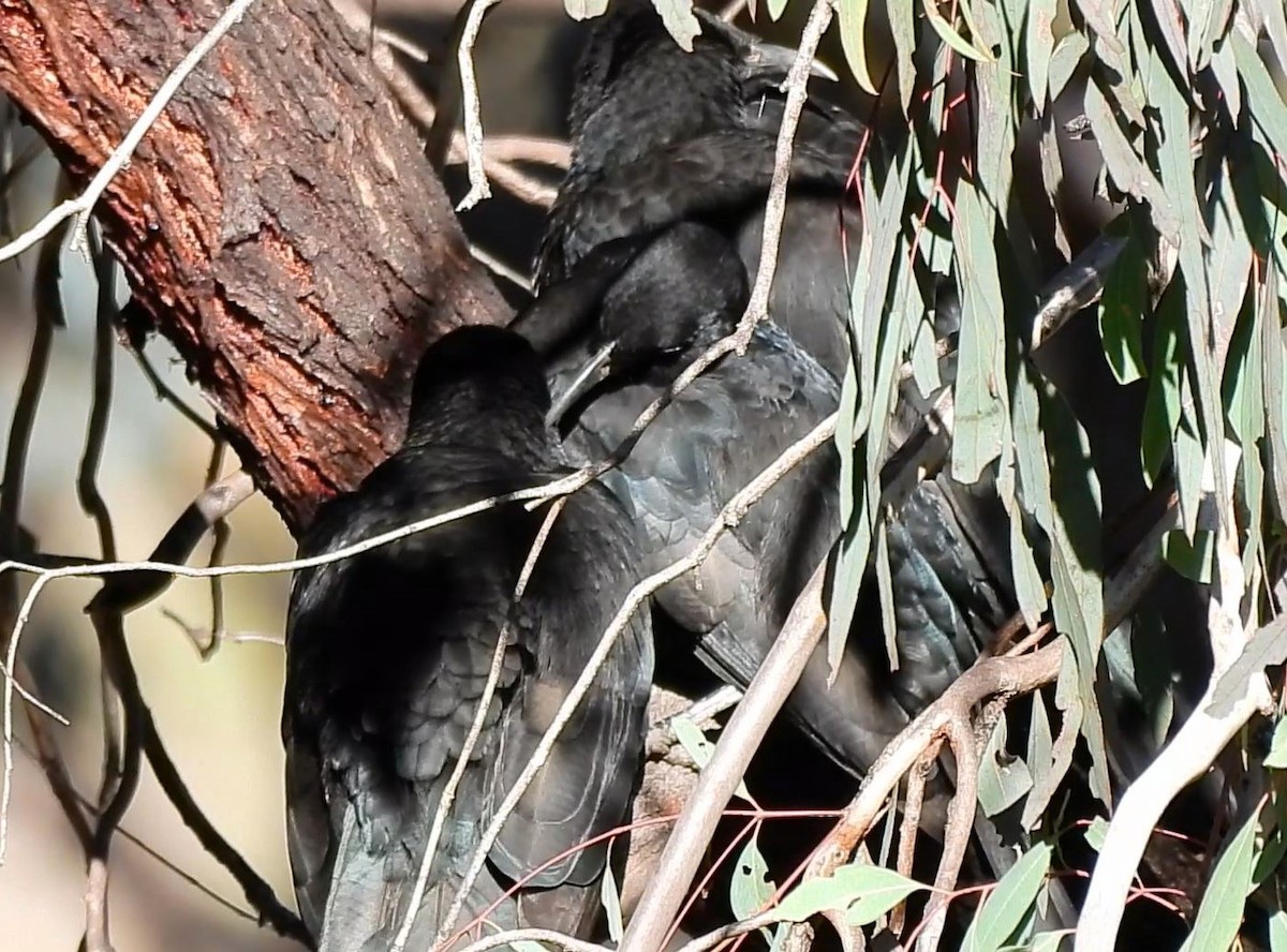 White-winged Chough - ML620433655