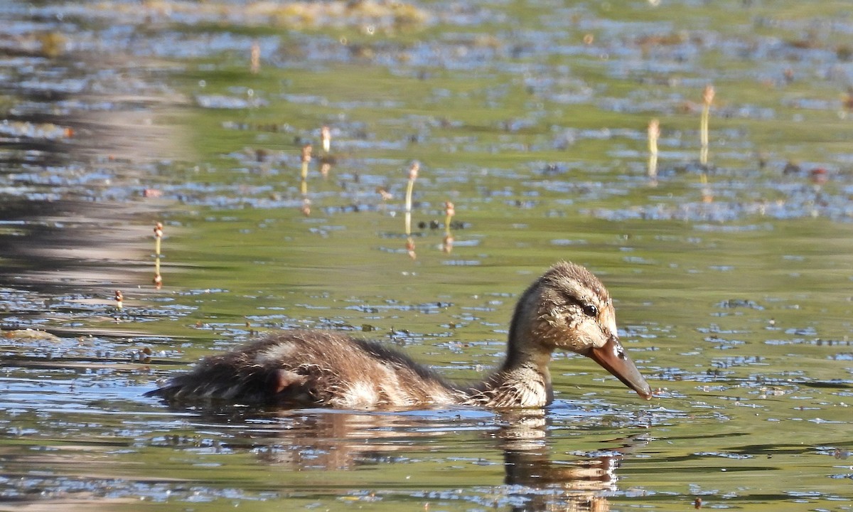 Canard colvert - ML620433657