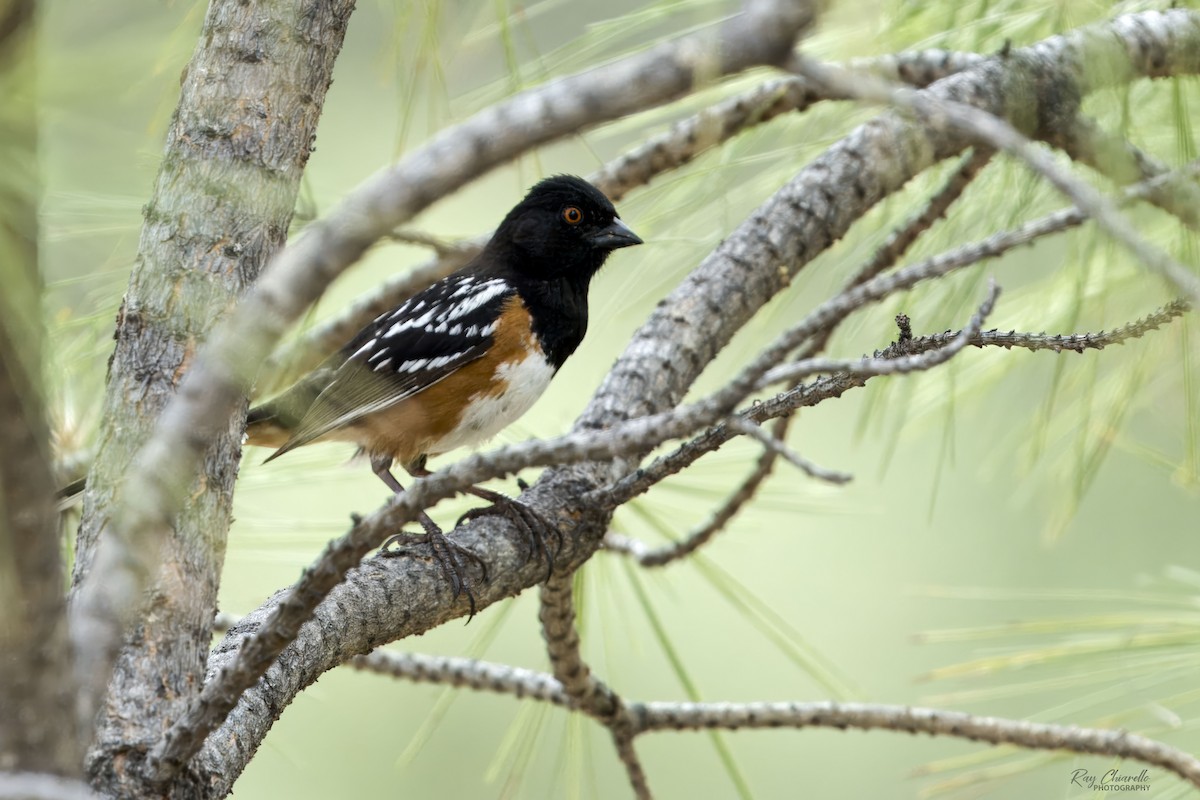 Spotted Towhee - ML620433659