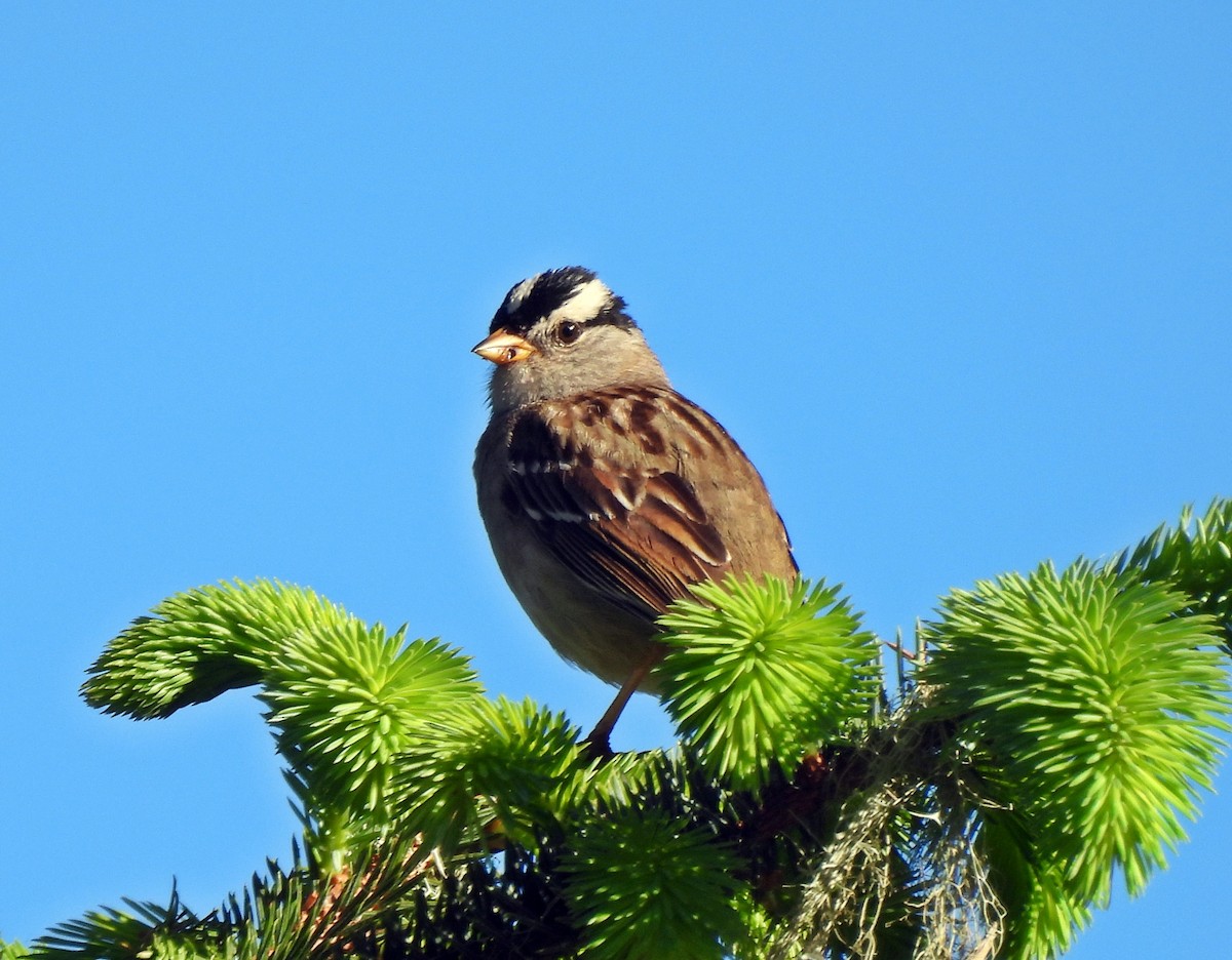 White-crowned Sparrow (pugetensis) - ML620433660
