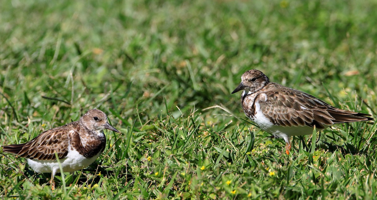 Ruddy Turnstone - ML620433661