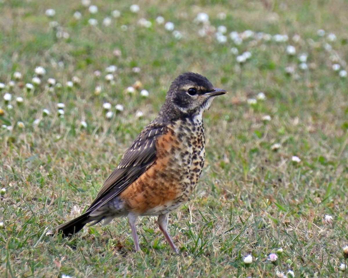 American Robin - ML620433665