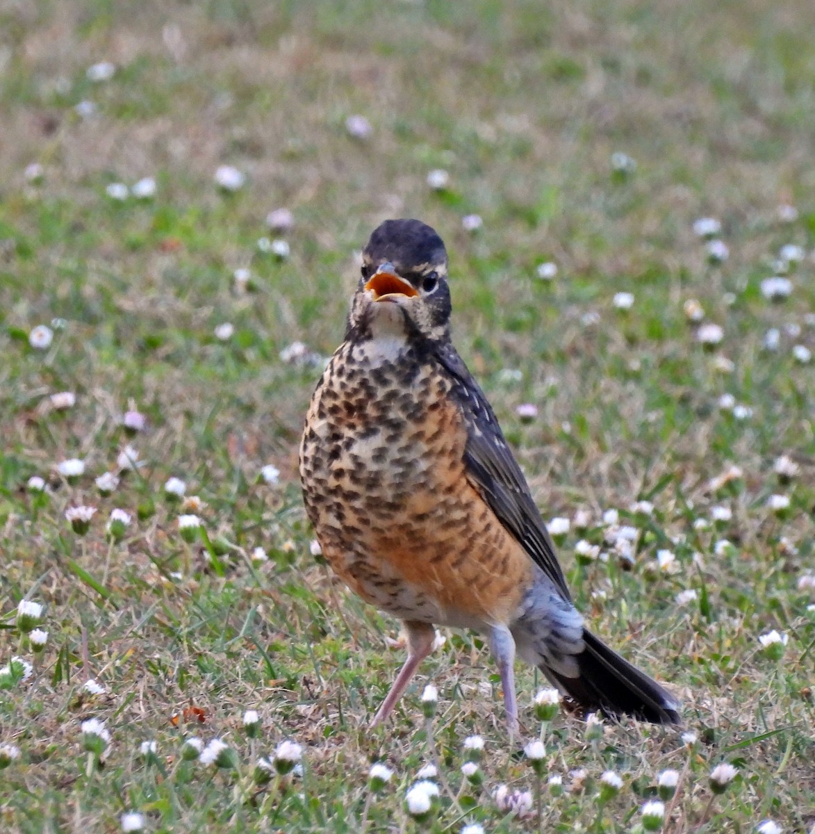 American Robin - ML620433668