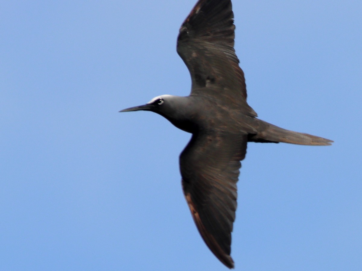 Black Noddy - ML620433671