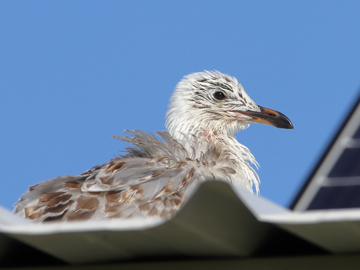 Gaviota Plateada - ML620433676