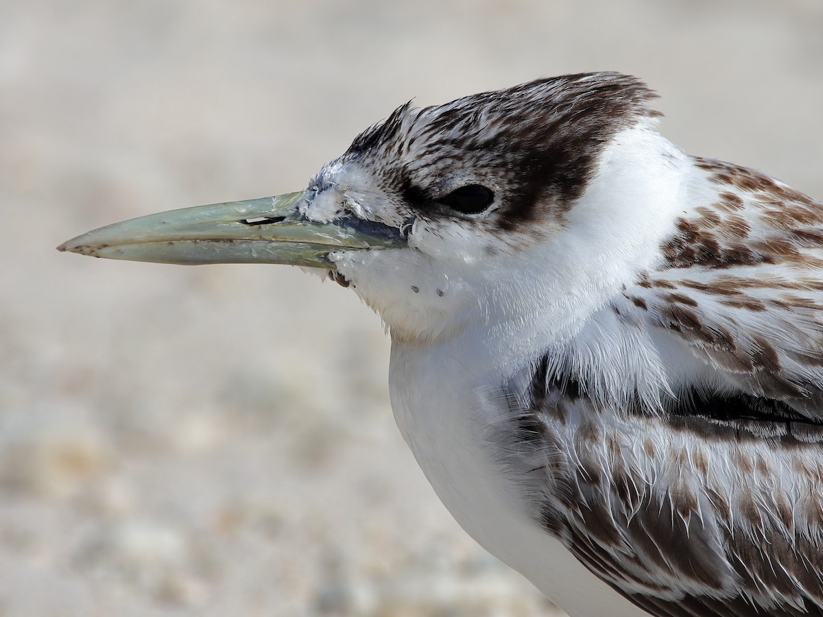 Great Crested Tern - ML620433679