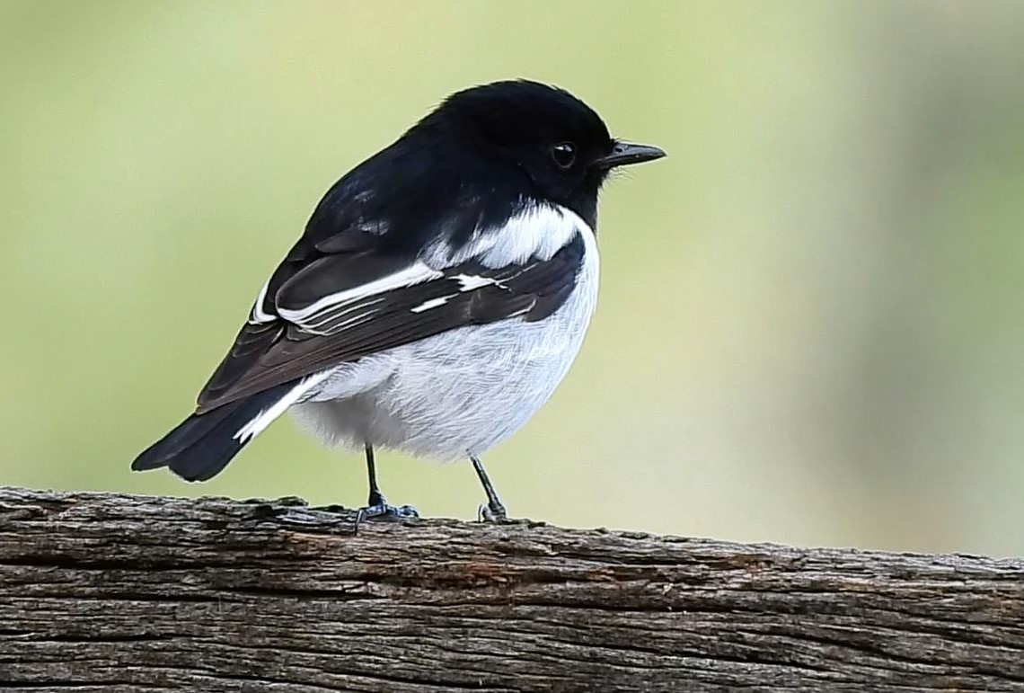 Hooded Robin - ML620433683