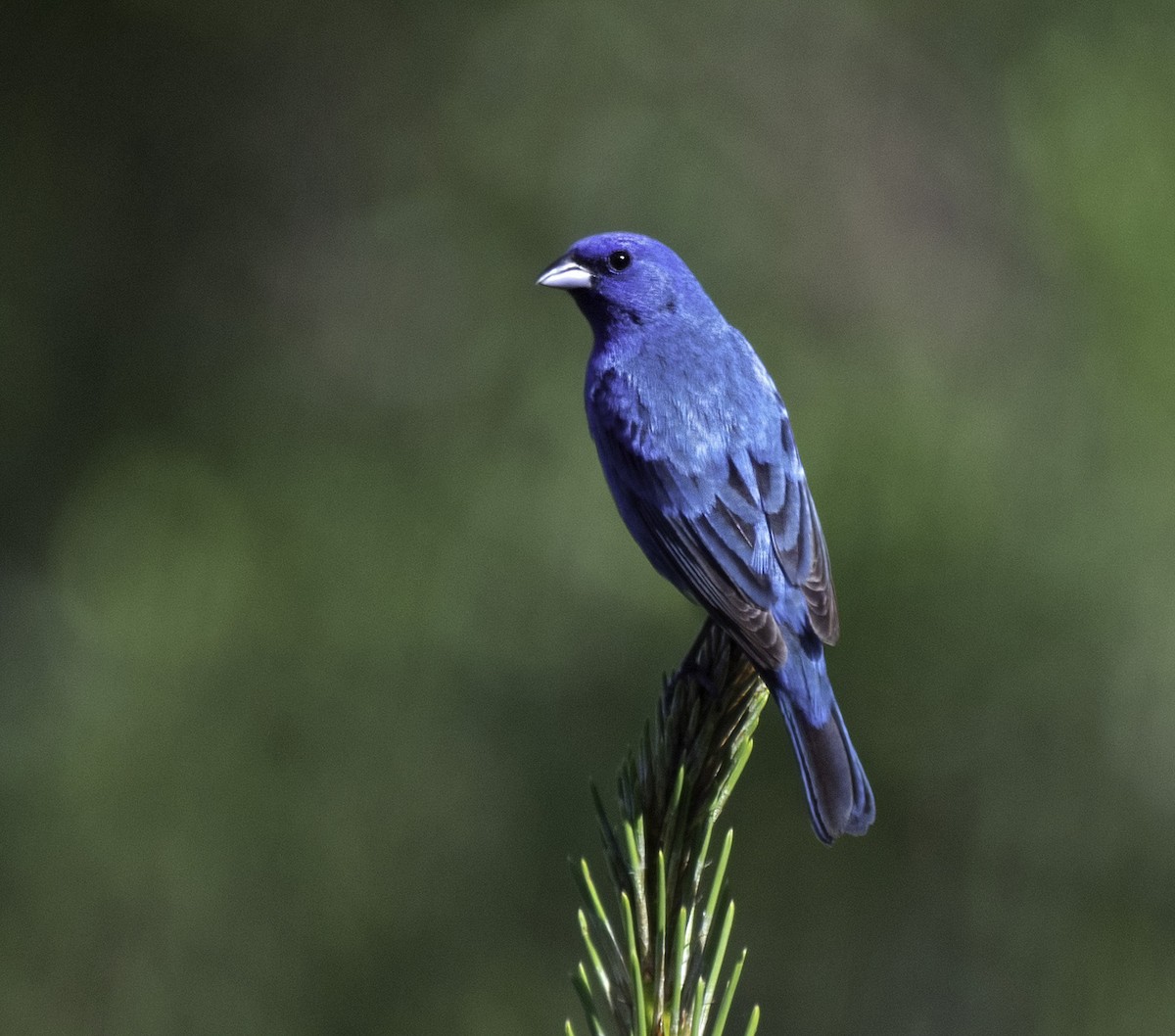 Passerin indigo - ML620433686