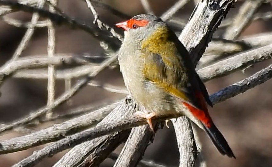 Red-browed Firetail - ML620433688