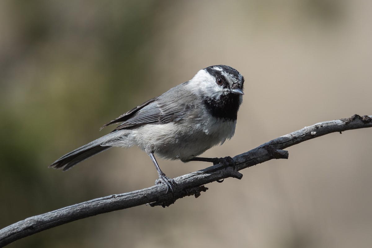 Mountain Chickadee - ML620433694