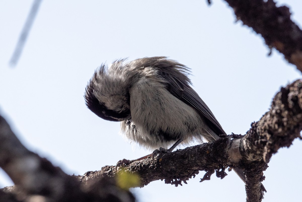 Mountain Chickadee - Yixiao Liu