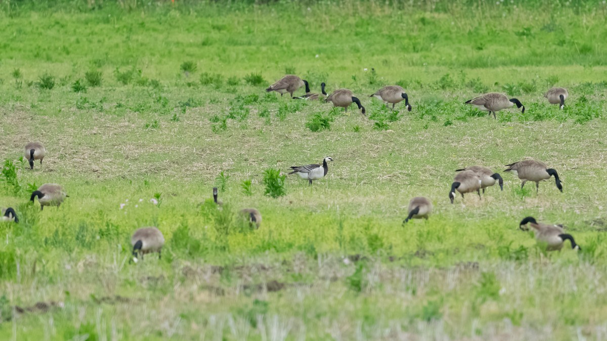 Barnacle Goose - ML620433696