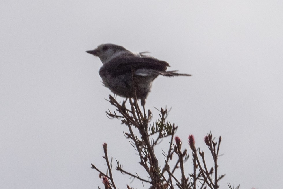 Canada Jay - ML620433697