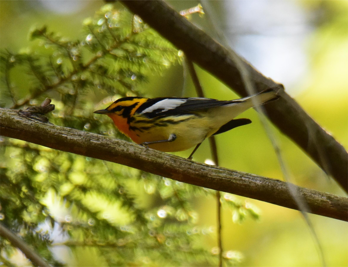 Blackburnian Warbler - ML620433698