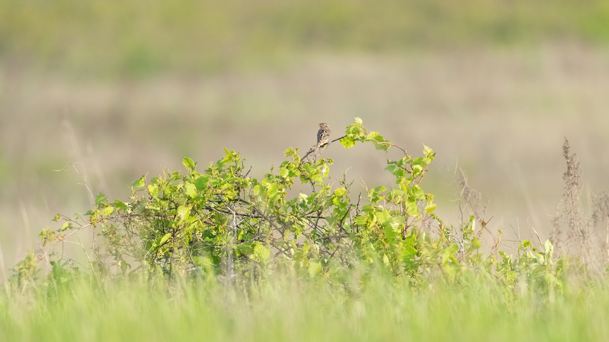 Grasshopper Sparrow - ML620433704