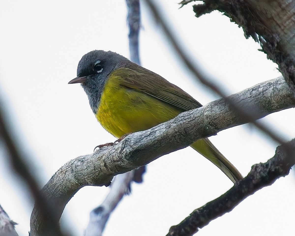 MacGillivray's Warbler - ML620433705