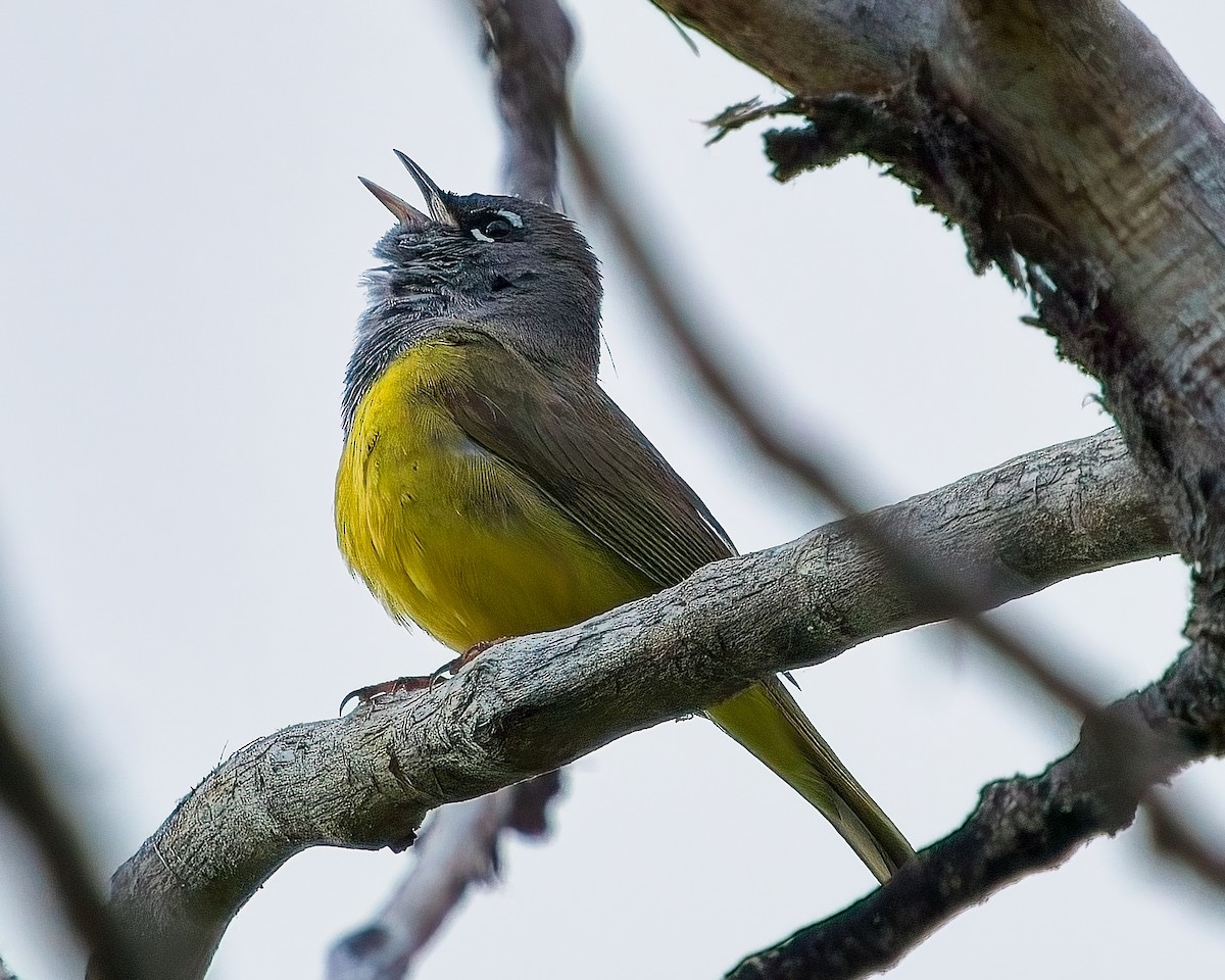 MacGillivray's Warbler - ML620433706