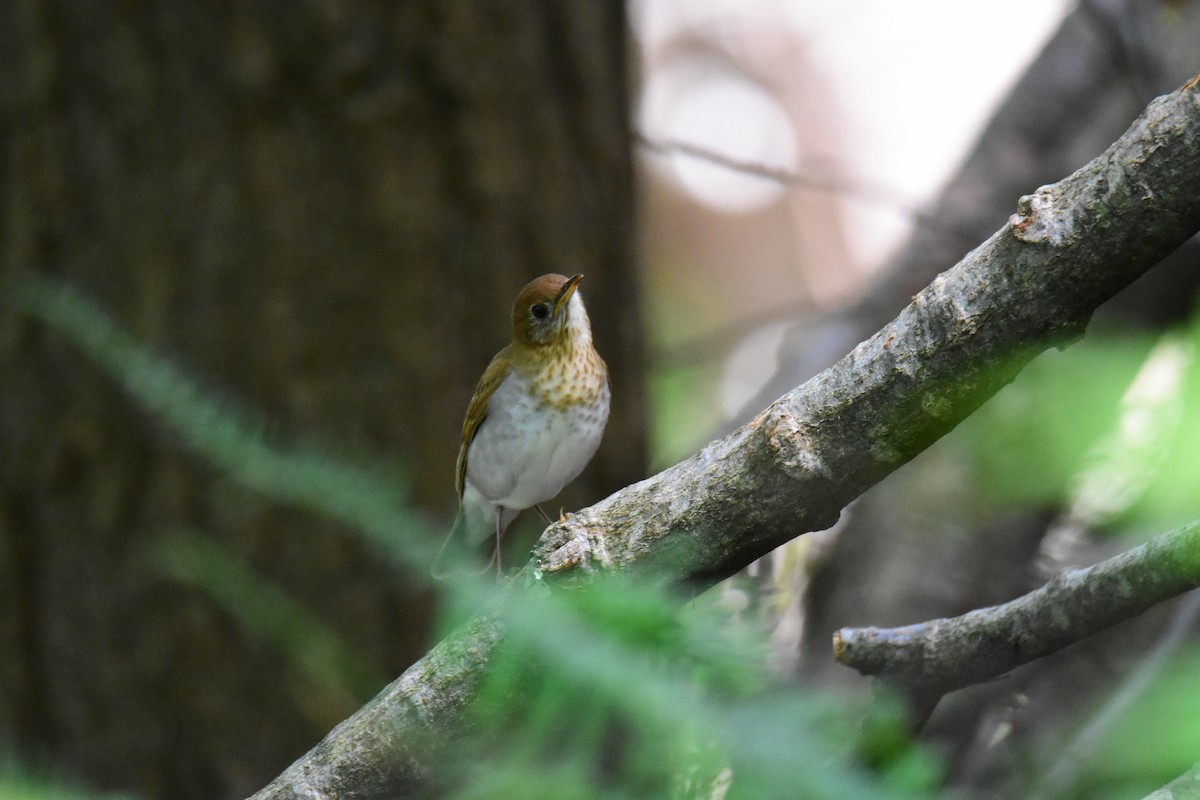 Veery - ML620433716