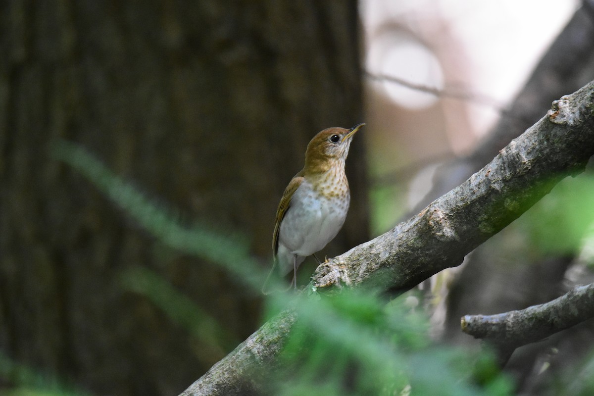 Veery - ML620433717