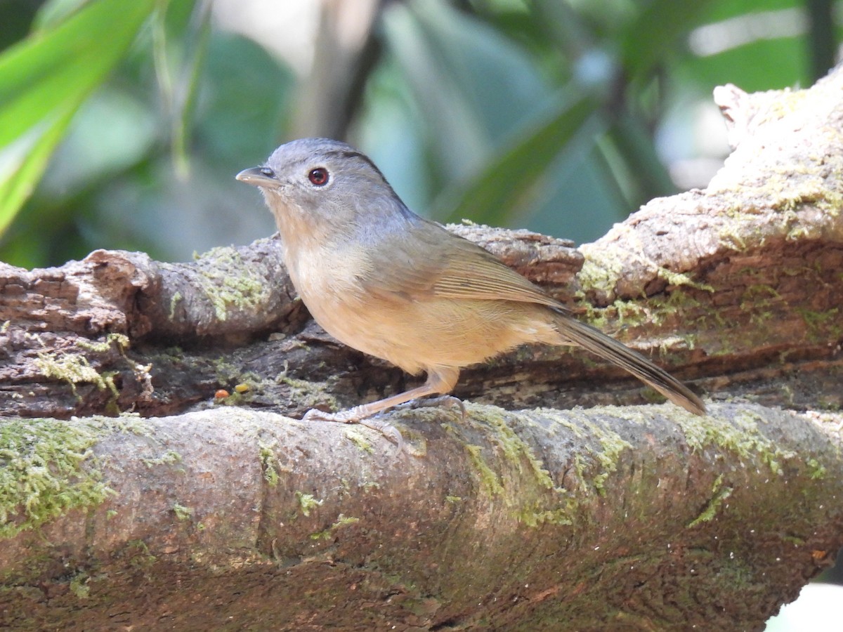 Yunnan Fulvetta - ML620433719