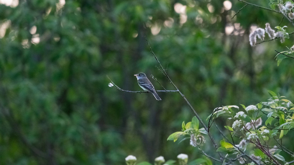 Willow Flycatcher - ML620433723