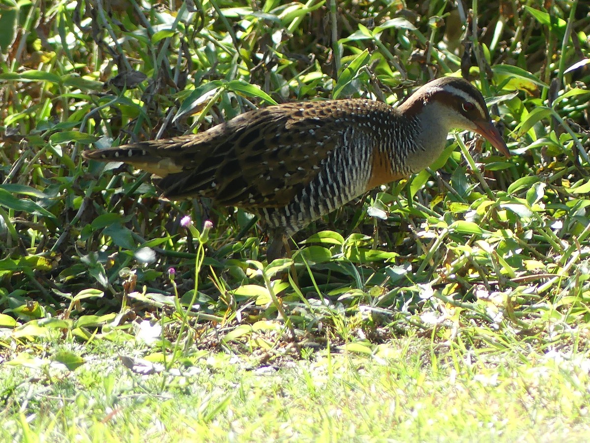 Buff-banded Rail - ML620433724