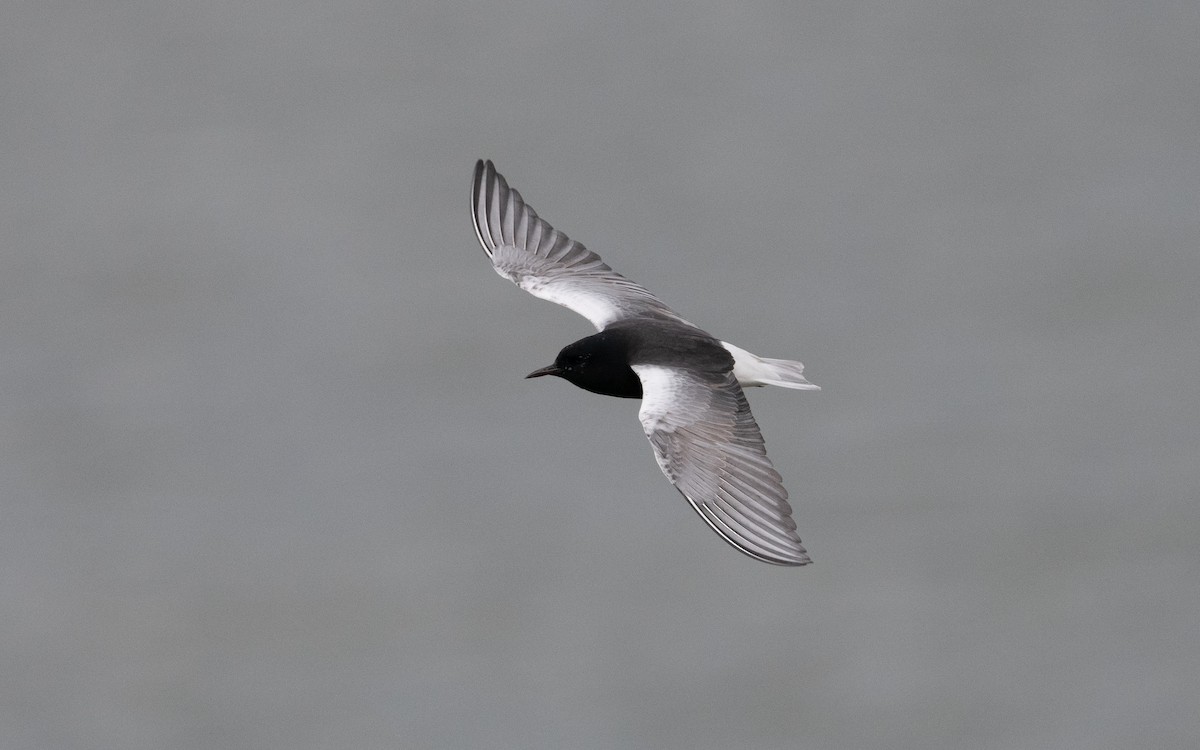 White-winged Tern - ML620433725