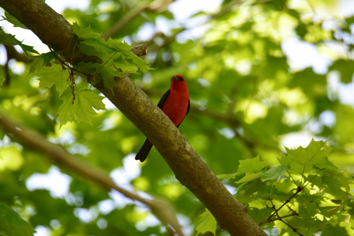 Scarlet Tanager - Zachary Peterson