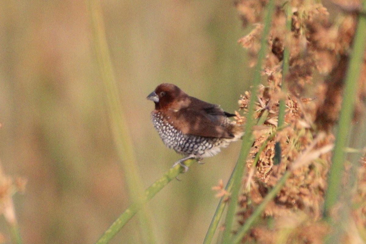 Scaly-breasted Munia - ML620433739