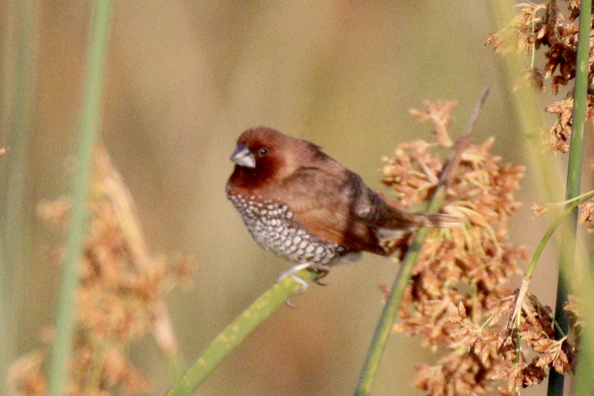 Scaly-breasted Munia - ML620433740