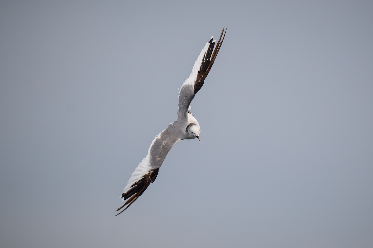 Sabine's Gull - ML620433743