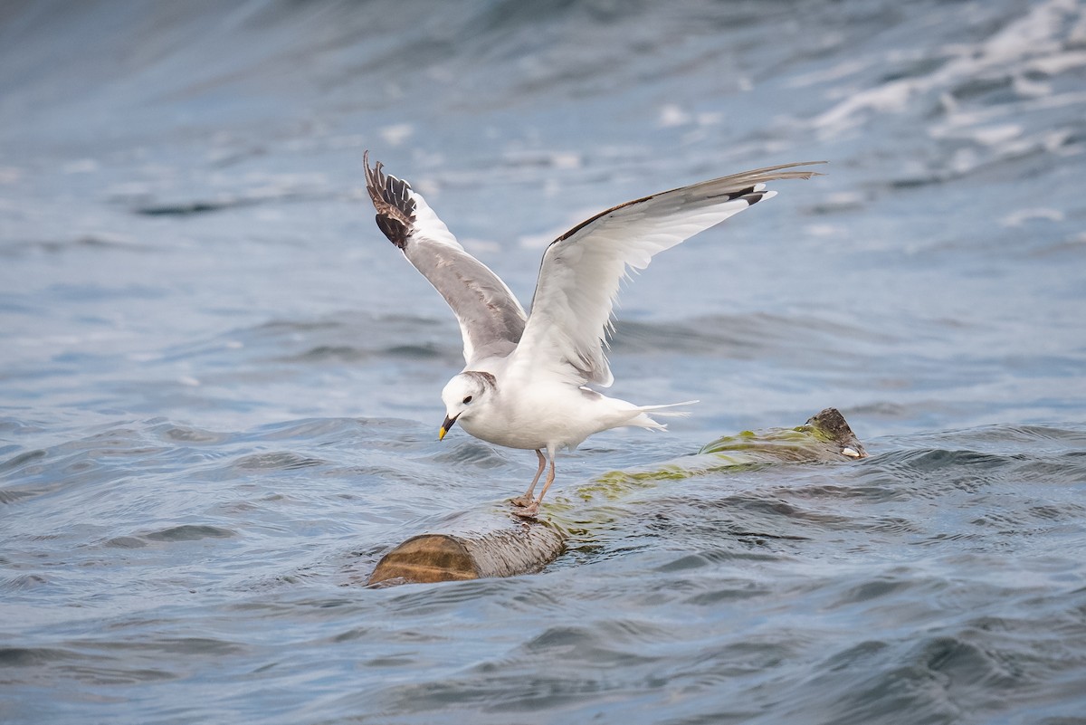 Sabine's Gull - ML620433744