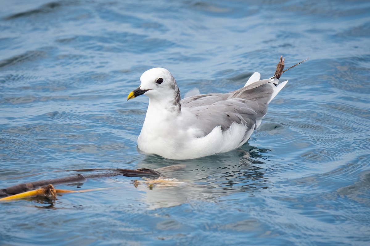 Sabine's Gull - ML620433745