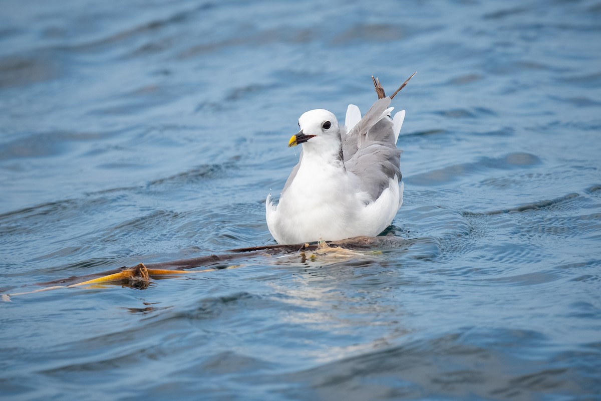 Sabine's Gull - ML620433747