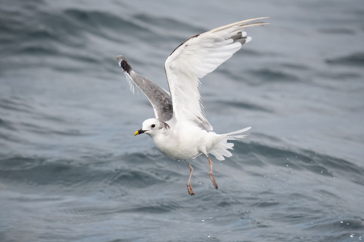 Mouette de Sabine - ML620433748