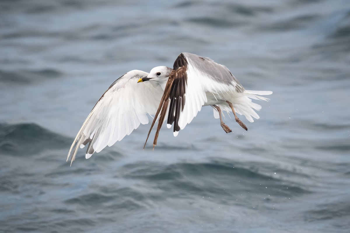 Sabine's Gull - ML620433750