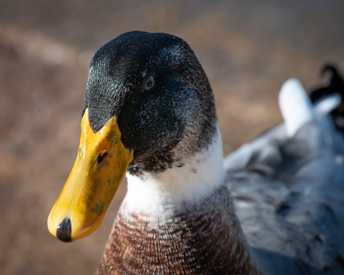 Canard colvert - ML620433754