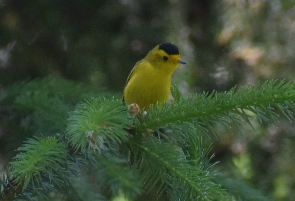 Wilson's Warbler - ML620433756