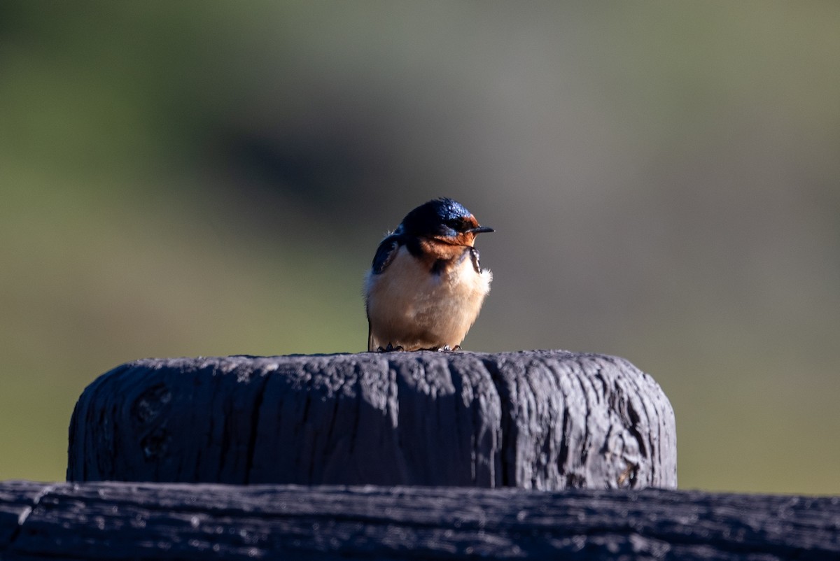 Barn Swallow - ML620433758