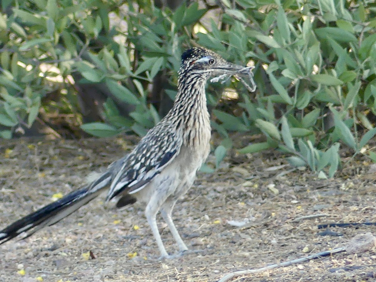 Correcaminos Grande - ML620433760