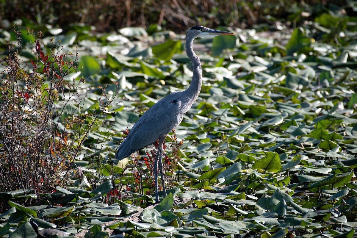 Great Blue Heron - ML620433765