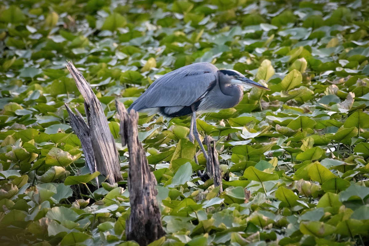 Great Blue Heron - ML620433766