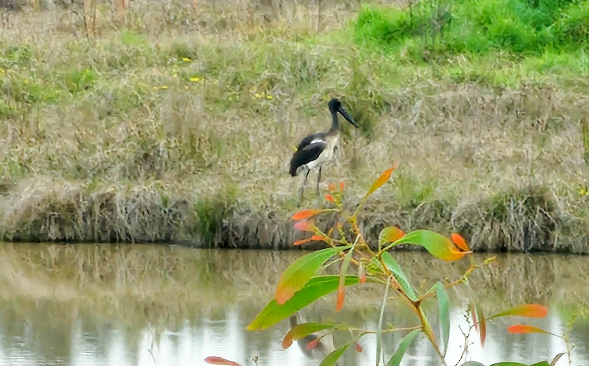 Black-necked Stork - ML620433770