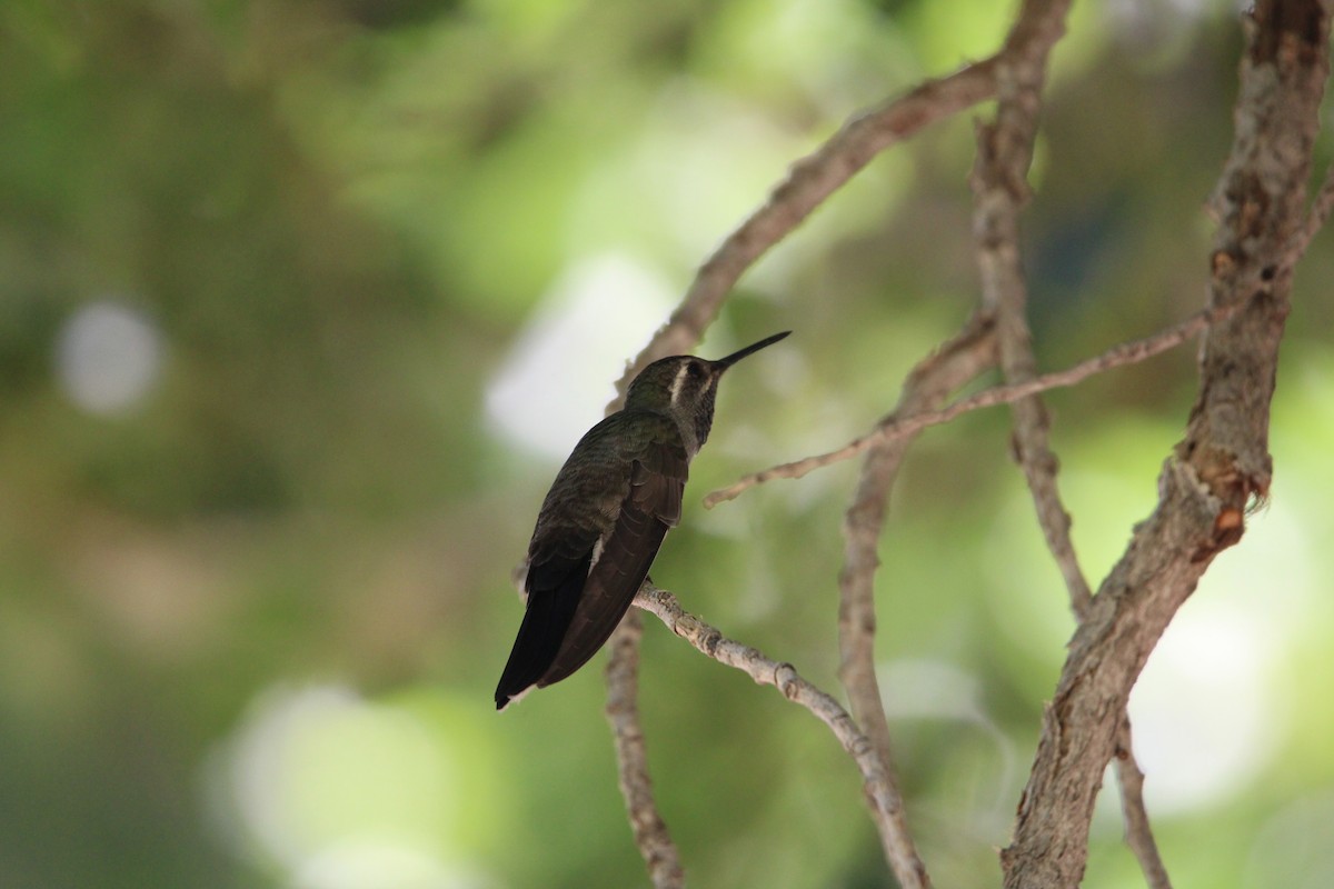 Colibrí Gorjiazul - ML620433772