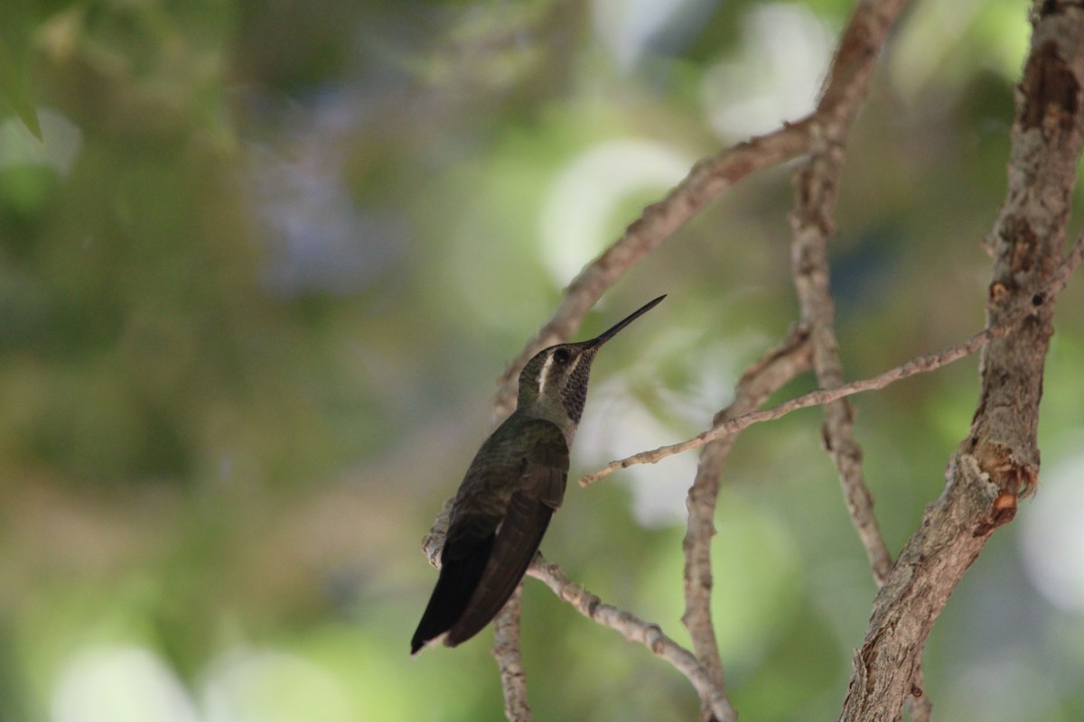 Colibri à gorge bleue - ML620433773