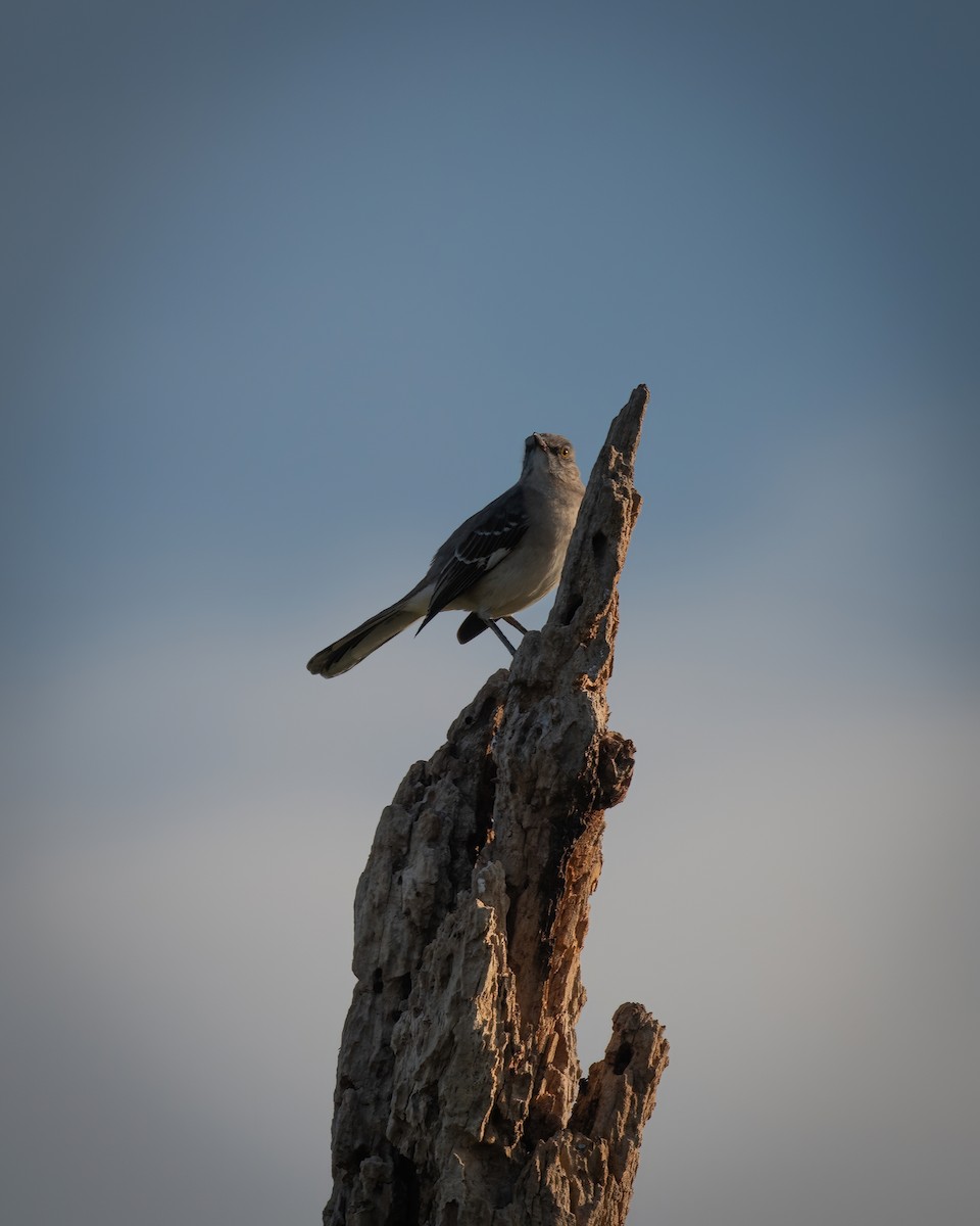 Northern Mockingbird - ML620433789