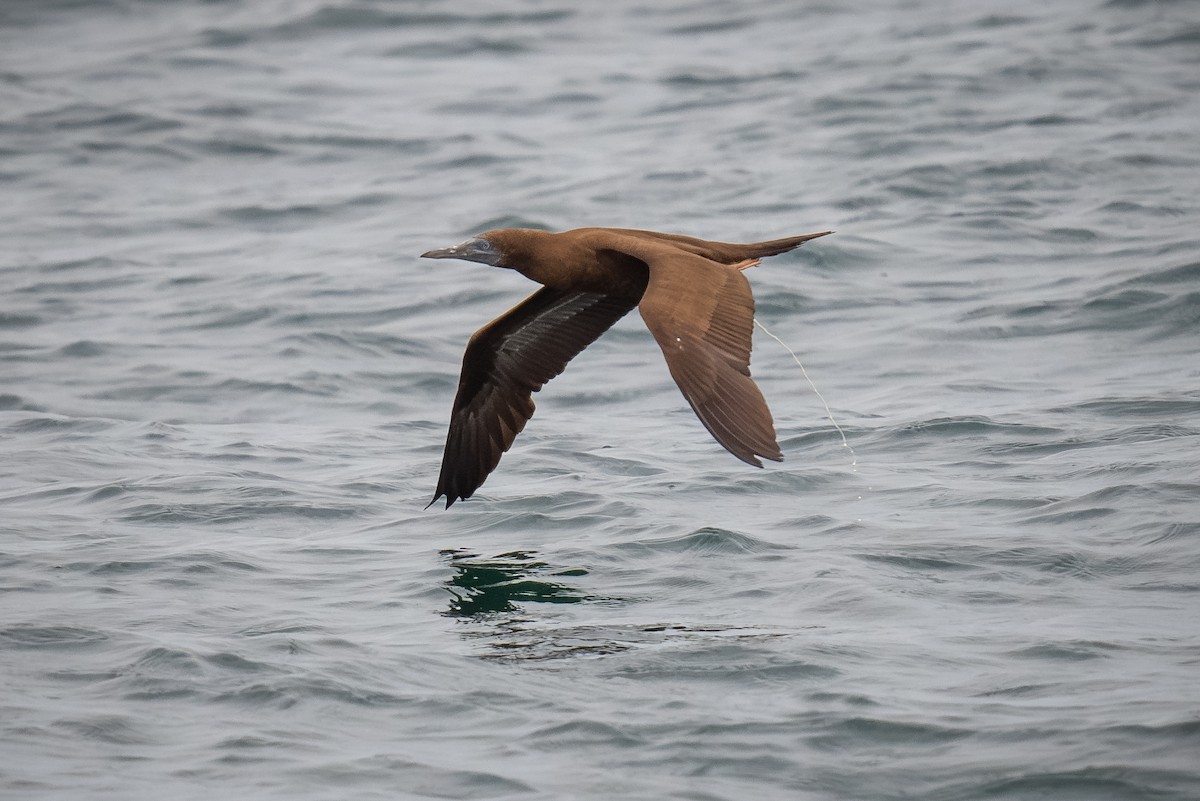 Brown Booby - ML620433793